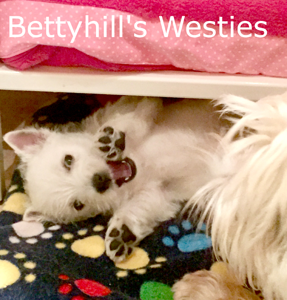 Herzlich willkommen bei den Bettyhills Westies